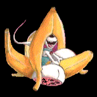 [banan]